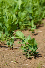 Green pea sprouts in the field