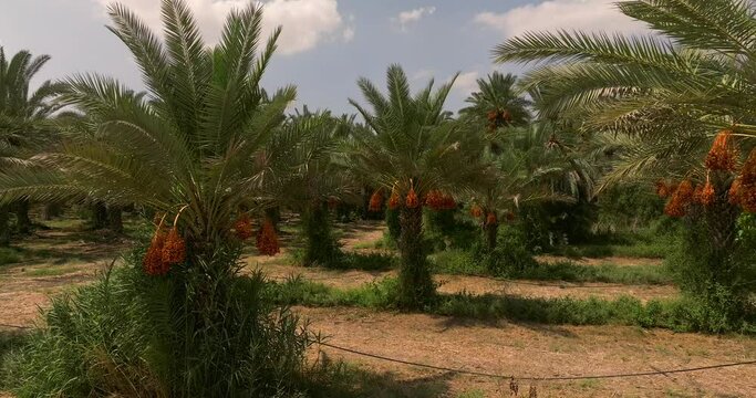 Date palm trees with clusters of ready for harvest Dates and blue cloudy sky in the background.