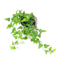 観葉植物、アイビーの葉【白背景】