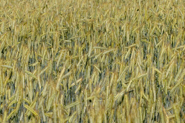 An agricultural field where cereals are grown to harvest grain
