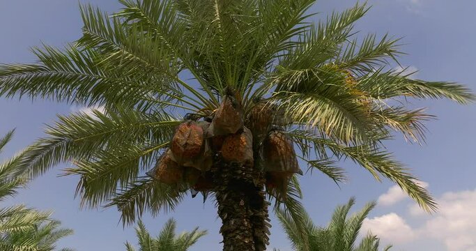 Date palm trees with clusters of ready for harvest Dates and blue cloudy sky in the background.