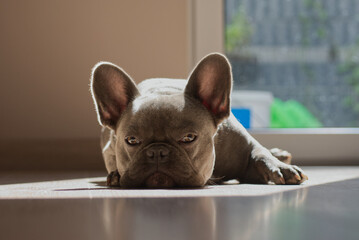 French bulldog on the floor - obrazy, fototapety, plakaty