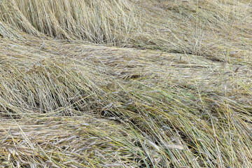 An agricultural field where wheat is grown