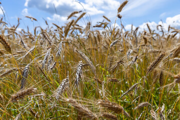 An agricultural field where wheat is grown