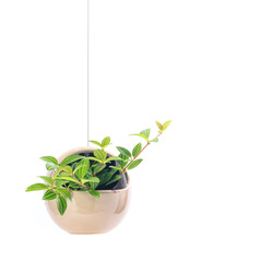 観葉植物、ペペロミア・フォレットの吊り鉢植え【白背景】