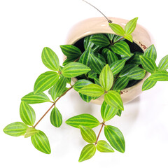 観葉植物、ペペロミア・フォレットの葉【白背景】