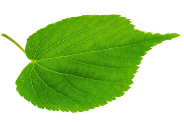 One single leaf of lime tree or linden on a white background. File contains clipping path.
