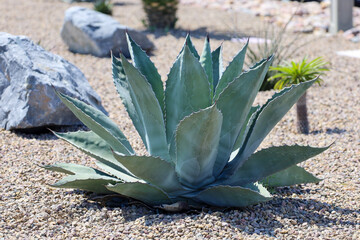 A beautiful agave plant in a  succulent garden.