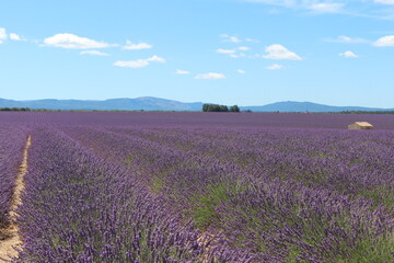 Fototapeta na wymiar paysage de lavande plateau de Valensole en Provence, france.