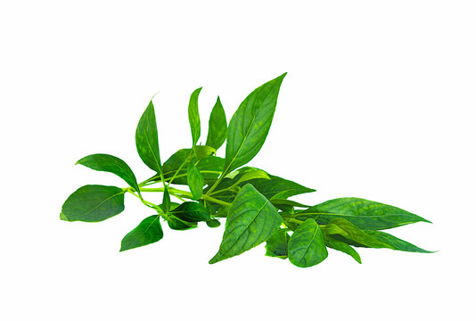 andrographis paniculata, branch green leaves on white background,isolated