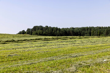 Fototapeta na wymiar Mowing grass for harvesting and feeding cattle