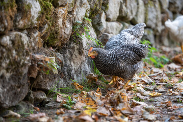 free range hen looking for food outdoors