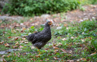 free range hen looking for food outdoors