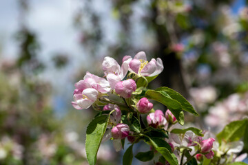 A beautiful blooming apple tree in a spring orchard