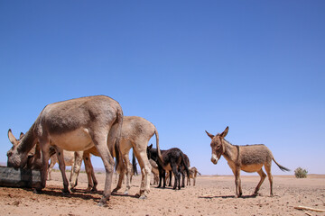 Drove of donkeys at a well in the Sahara, Erg Chegaga, Morocco