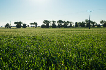 campo sembrado de trigo verde con arboles en el horizonte y sol radiante