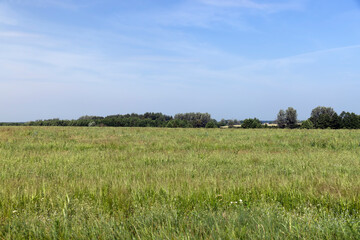 green grass in a field in the summer, a field with