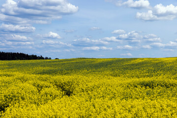 Obraz premium Yellow-flowering rapeseed in the summer