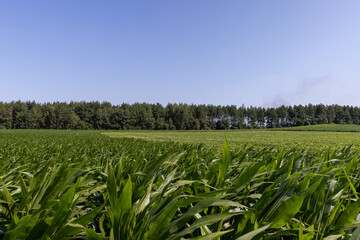 Green corn bushes in the field