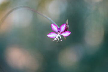 Fototapeta na wymiar Selective focus close up flowers, macro botanical photography with blurred background idea