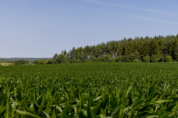 Green corn bushes in the field