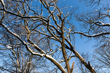 Deciduous trees in the snow in winter