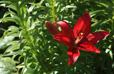Flowering lily in the home garden in the summer. Natural blurred background.