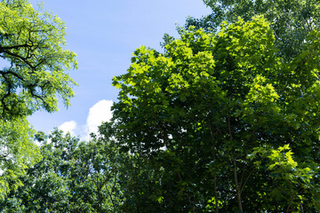 Trees growing in the forest in the summer