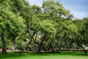 Green trees in park.