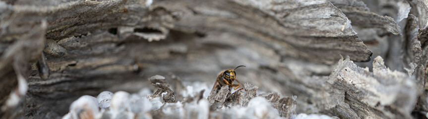 Panorama of wasp and nest with cells