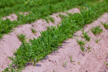 An agricultural field where a large number of carrots grow