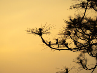 The background silhouette of pine tree branches with sunset.