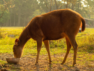 Deer in the warm light of the morning