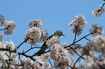 桜にヒヨドリ