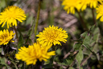 several dandelion flowers in the field in the spring season