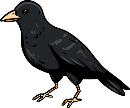 Crow or raven cartoon icon. Wild bird outline comic style image. Hand drawn isolated lineart image for prints, designs, cards. Web and mobile clipart
