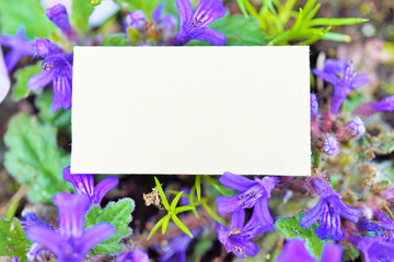 キランソウのたくさんの紫の花を背景にしたコメントスペースのモックアップ
