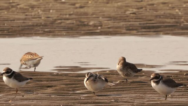 A Sanderling (Calidris alba) stratching its wing on the beach
