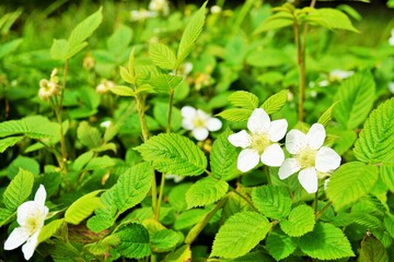 屋外で撮影したクサイチゴの白い花と葉
