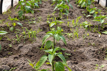 growing peppers in a homemade greenhouse
