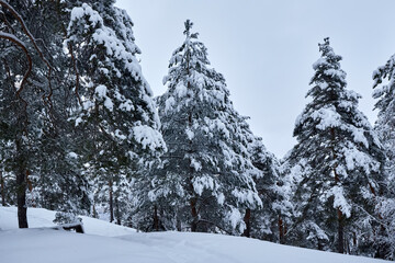 Majestic winter landscape. Snow in the pine forest at cloudy day.