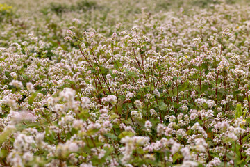 Agricultural field with blooming buckwheat in cloudy weather