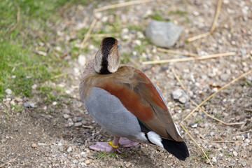 Rødskuldret and. The ringed teal (Callonetta leucophrys) is a small duck of South American forests. It is the only species of the genus Callonetta. Odense zoo,Scandinavia,Europe