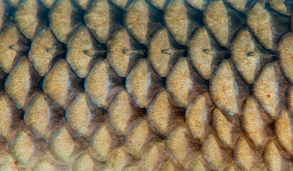 Fish scales close up. The skin of a fish as a background. © Vera