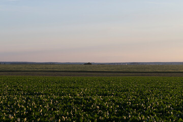 Sunset on an agricultural field in the summer
