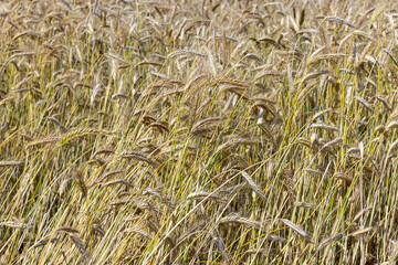 An agricultural field where wheat is grown