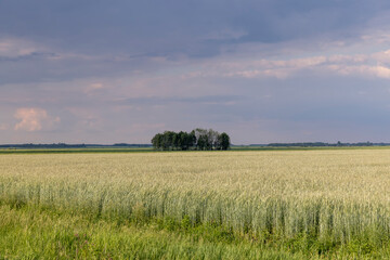 Fototapeta premium Agricultural wheat field with unripe wheat