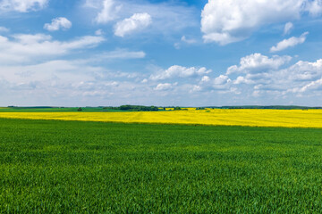 An agricultural field where green cereals grow