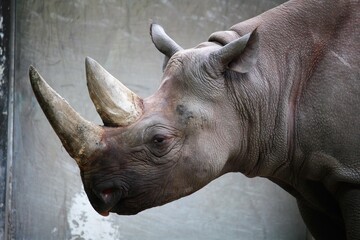 Nashorn Nahaufnahme, Portait © Joyful Photo