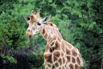 Nahaufnahme Giraffe